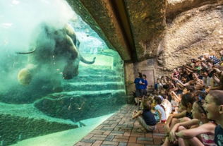 瑞士动物园建巨型水缸围观大象水中生活 