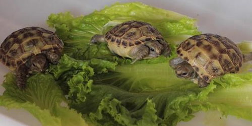 国家一级保护动物四爪陆龟首次人工繁育成功