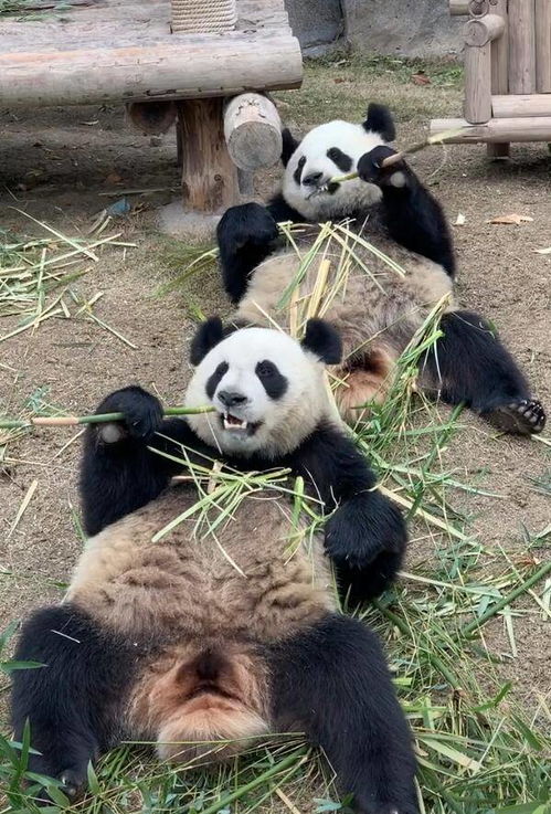 两只熊猫咬着竹子,吃得咔嘣脆,游客看后竖起大拇指