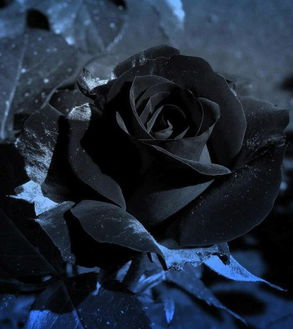 黑玫瑰的花语英文,blackrosevil中文翻译是什么