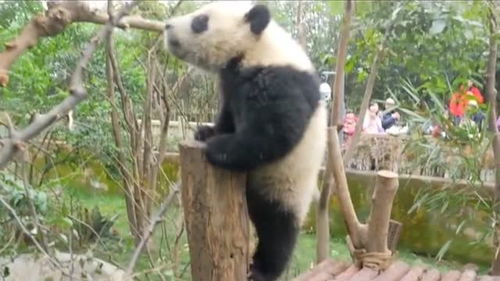 对自己体重没数的大熊猫,非要爬上那么细的枝干,最后果不其然的摔倒 