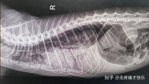 猫咪得了肺水肿该怎么治疗-图2