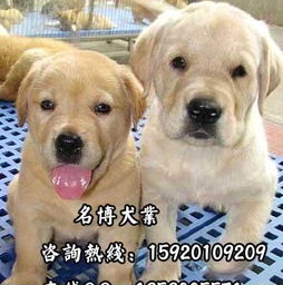 广州名博犬业名犬繁殖基地 