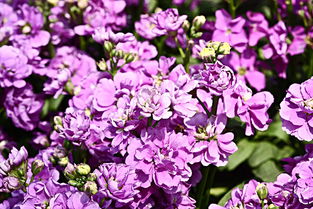 紫罗兰花语图片大全,紫罗兰的花语