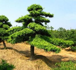 小叶榆树好养吗养殖方法和养护要点,小叶榆树能在家院子，栽吗？