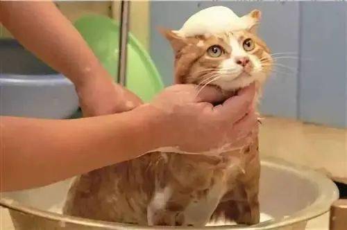 要猫命啦 到底要不要给猫洗澡