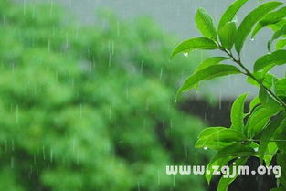 梦见春天细雨