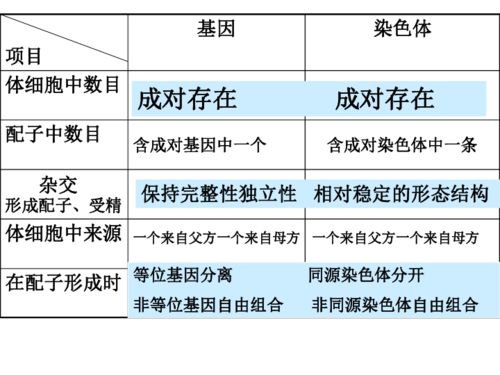 基因在染色体上下载 生物 