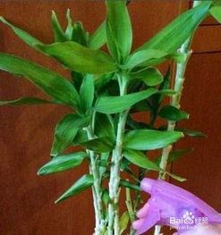 水竹子怎么养活的,如何养活水竹子