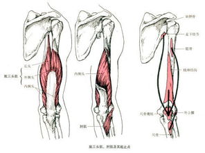 最全的肌肉起止点 图片 疼痛医学精品必备 