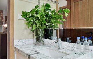 卫生间放什么绿色植物风水好(卫生间放什么植物好?)