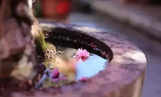 丽江两棵上百岁的古樱花如期盛开 怎一个美字了得