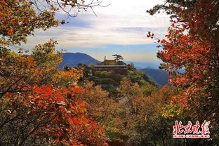 妙峰山 古道红叶落满襟 秋日和风撞满怀 