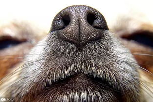 狗鼻子干就是生病,湿润就是健康 宠物医生辟谣 这样判断太片面
