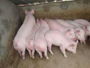 财政部和农业农村部再提六项生猪补助