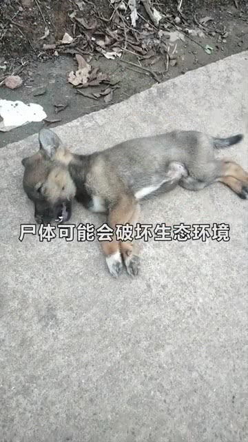 狗狗死后为什么不能埋,原因是这样 