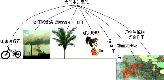 自然界中氧气含量基本保持不变的原因