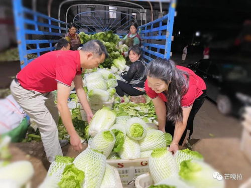 芒光是什么蔬菜,蒿子的营养价值