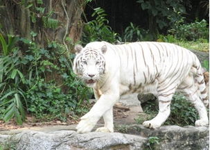 梦见白老虎是什么意思