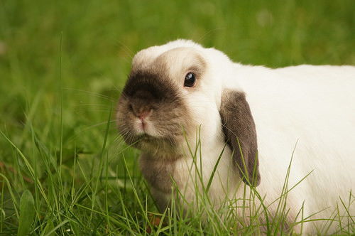 家有兔子 兔子能滴人的眼药水吗,兔子能用哪种眼药水