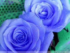 蓝色玫瑰 花名蓝色妖姬 是不是染的 