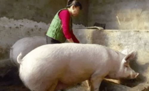 平时农村家家都养的猪的攻击性到底有多强(猪攻击行为)