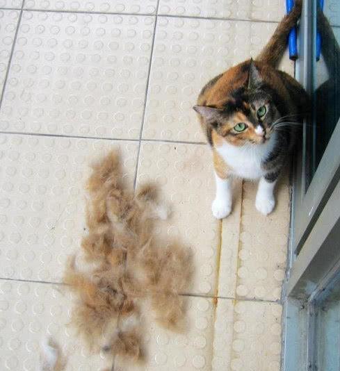 一年掉毛两次,一次掉毛半年 猫咪掉毛,是铲屎官心中的痛