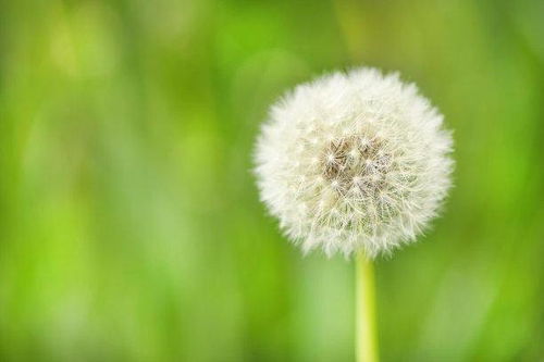 未来10天,桃花灿烂,情深万种,月老撮合,破冰复合,相约余生 爱情 感情 人情 