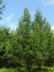 日本落叶松家系QS-09,加拿大都有什么树种？有没有樟子松？