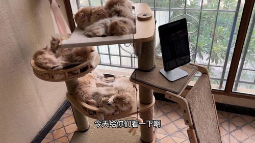 为什么很多猫舍都说自己不赚钱(猫舍的猫为什么那么胖)