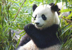 大熊猫的攻击性有多强 为什么大熊猫没有天敌