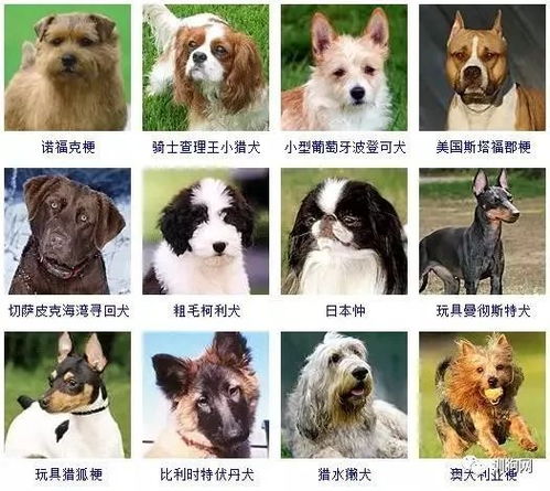 图片 狗狗的品种大全