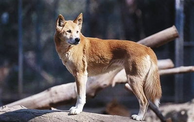 澳洲野犬祖先竟是 9900年前来自中国南方的家犬 