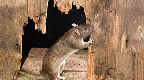 老鼠竟然能吃人 尼日利亚一个小姑娘被老鼠吃掉耳朵鼻子丧生