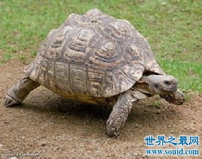 世界十大名龟的种类,让你意想不到的奇怪乌龟 