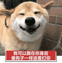 狗狗是怎么从中国人的口粮变成骂人话的 