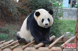 3只大熊猫因汶川地震寄养云南 将回故乡 