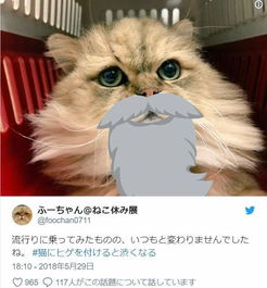 猫に一万円 猫に一万円 应用