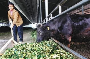 海垦和牛走上市民餐桌 这种高级食材满足你对牛肉的所有想象 