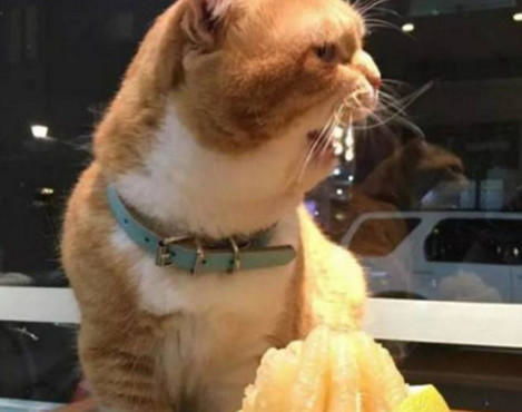 猫咪偷吃家里的柚子,主人发现没有理它,随后猫的反应让她乐了