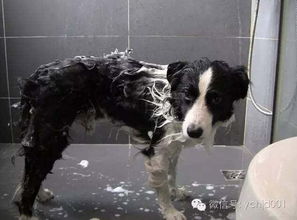 狗狗洗澡注意事项
