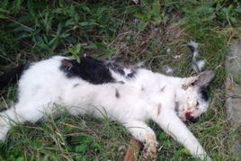 男子校园内4刀捅死流浪猫 被发现后踢入水沟 