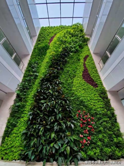 植物墙室外用什么绿植,阳台植物墙适宜种什么植物？哪些起保护作用？