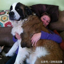 为什么外国女人都喜欢养大型犬 她们不害怕吗 