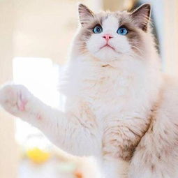 很多人爱上布偶猫是因为它的颜值 简直萌翻了 布偶猫贵么