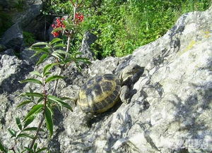 俄罗斯陆龟,拥有 四爪陆龟 之称