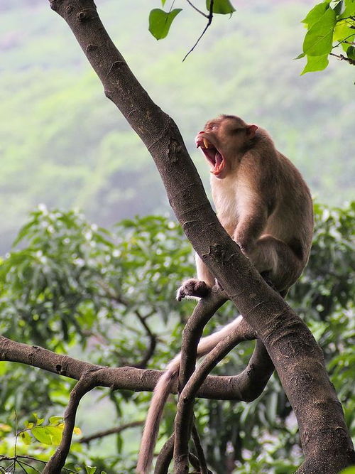 被供奉在科学祭坛上的众多物种之一,恒河猴