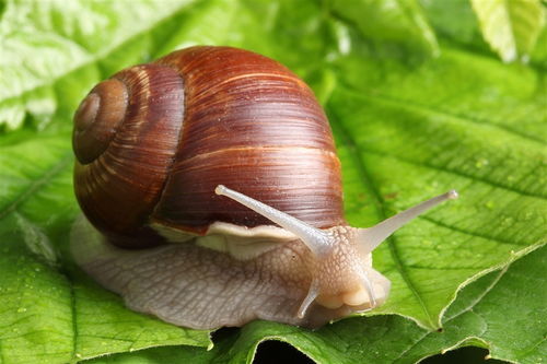 蜗牛养殖有什么模式,蜗牛怎么养殖?(说出原因)