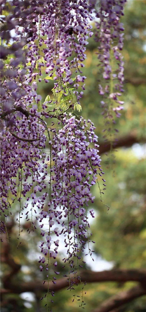 一颗花一颗树是什么歌,生命之歌一颗花一颗树，唱出生命的顽强与美丽