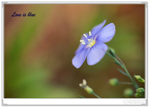 蓝色小花的可爱